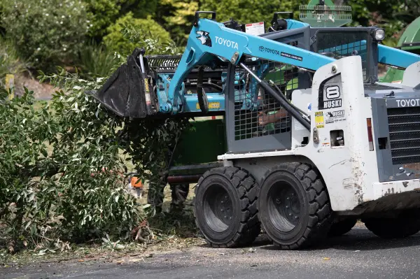 mollymook-beach-tree-cutting.webp