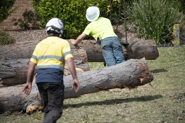 mollymook-professional-arborists.webp