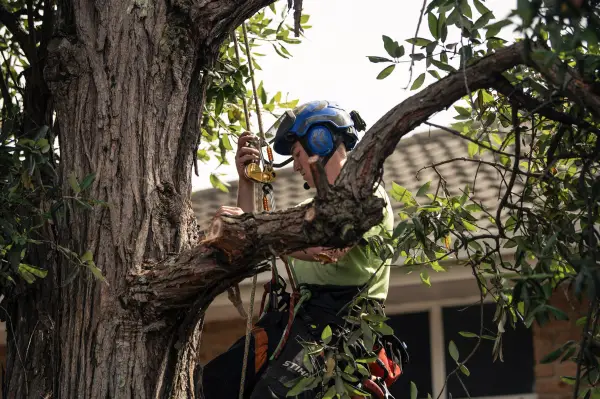 mollymook-tree-services.webp