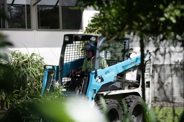 professional-narrawallee-arborists.webp