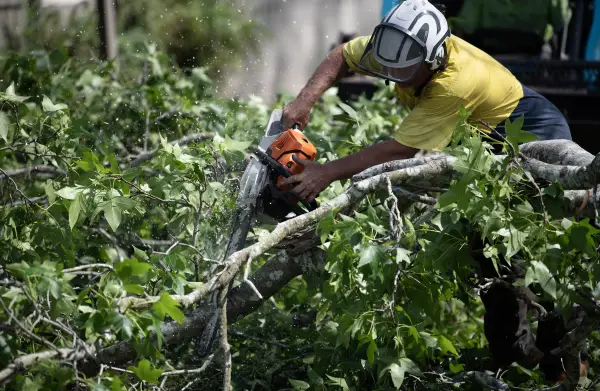 tree-care-narrawallee.webp
