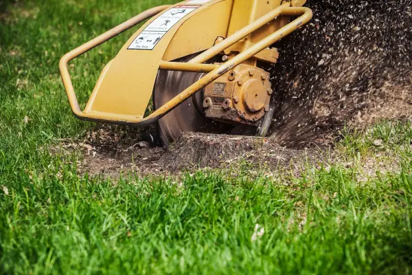 tree-stump-grinding-milton-mollymook.webp